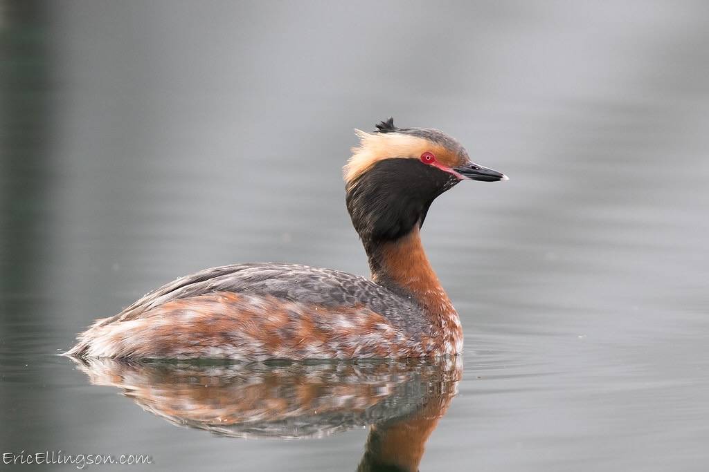 Horned Grebe (Podiceps auritus) breeding by esellingson is licensed under CC BY-NC-ND 2.0.